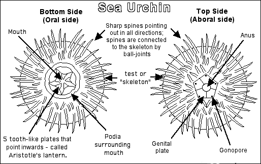 Sea Urchin